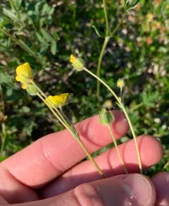Snow Cinquefoil thumbnail 4