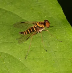 banded snipe fly thumbnail 3
