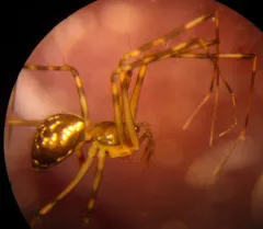 Arcuphantes arcuatulus thumbnail 1
