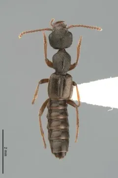 Rugilus rufipes thumbnail 3