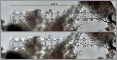 Triploceras gracile thumbnail 3