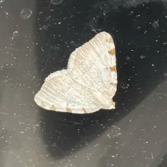 Four-spotted Granite thumbnail 3