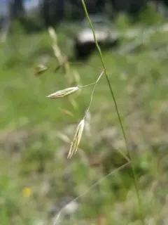 Big Rough Fescue thumbnail 2