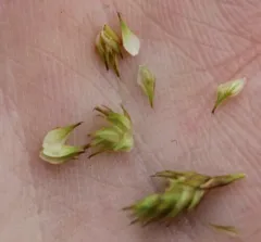 Dawn-land sedge thumbnail 3