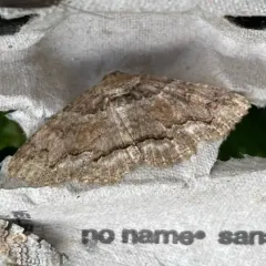 Maple Zale Moth thumbnail 4