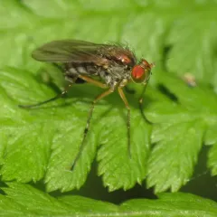 Dolichopus hastatus thumbnail 4