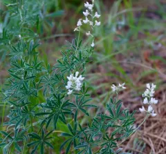 silvery lupine thumbnail 2