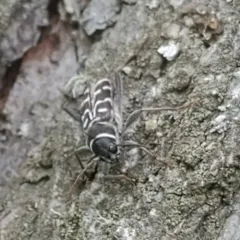 Spruce Zebra Beetle thumbnail 1