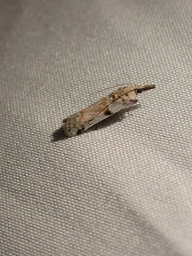Rostrolaetilia placidissima