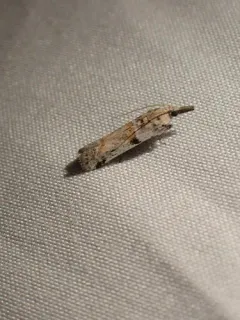 Rostrolaetilia placidissima thumbnail 1