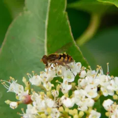 Unadorned Bog Fly thumbnail 3