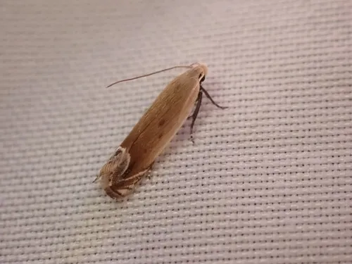 Anacampsis paltodoriella
