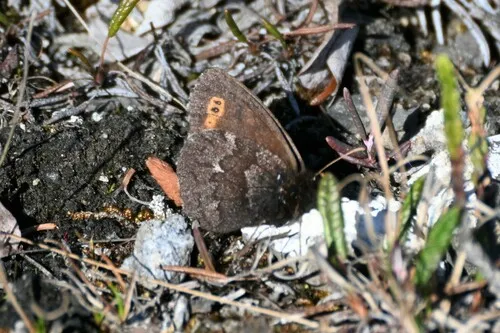 Arctic Ringlet