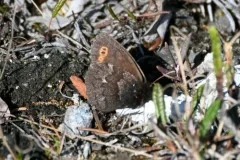Arctic Ringlet thumbnail 1