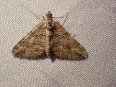 Perizoma custodiata thumbnail 2