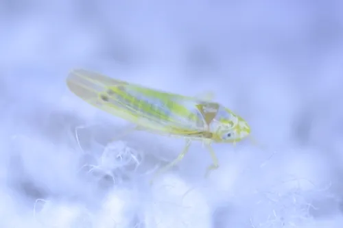 Erythridula penenoeva