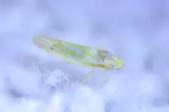 Erythridula penenoeva thumbnail 1