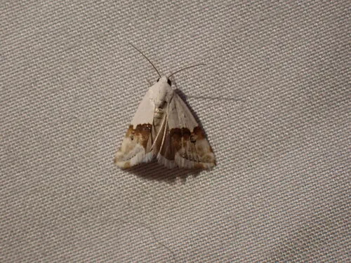 Arizona Bird-dropping Moth
