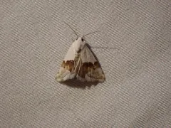 Arizona Bird-dropping Moth thumbnail 1