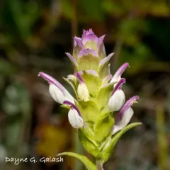 Toothed Owl's Clover thumbnail 3