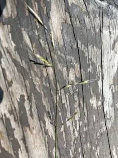 crinkle-awn fescue thumbnail 2