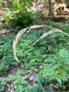 tall trisetum thumbnail 3
