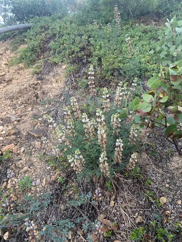 tracy's lupine