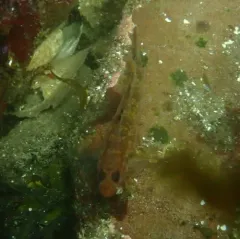 Blackeye Goby thumbnail 3
