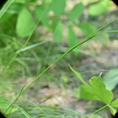 purple oat thumbnail 2