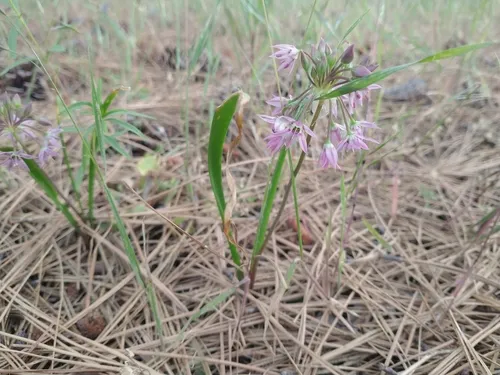 Dusky Onion