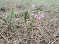 Dusky Onion thumbnail 1
