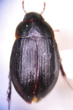 Ametor scabrosus thumbnail 2