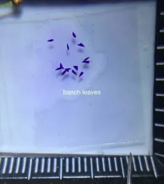 Delicate Peatmoss thumbnail 2
