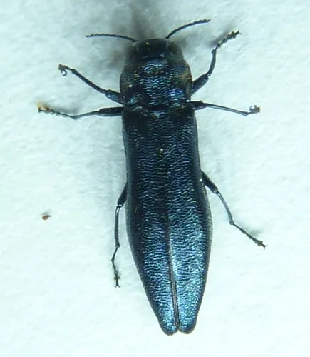 Agrilus burkei