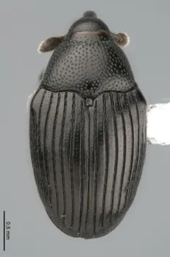 Stethobaris ovata thumbnail 2