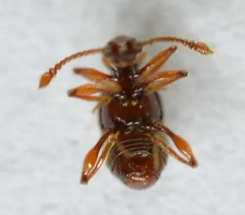 Batrisodes albionicus