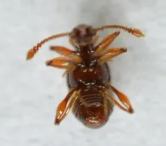 Batrisodes albionicus thumbnail 1