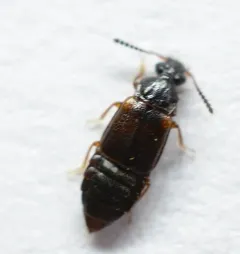 Omalium rivulare thumbnail 3