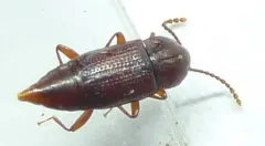 Trigonurus sharpi thumbnail 3