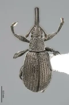 Birch Catkin Weevil thumbnail 3