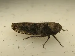 Paraphlepsius collitus thumbnail 4