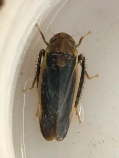 Ponana limbatipennis thumbnail 4