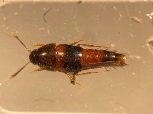 Sepedophilus opicus