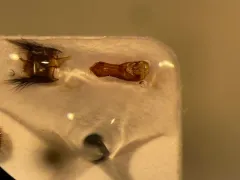 Quedius mesomelinus thumbnail 1