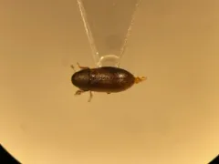 Pitted Fungus Beetle thumbnail 1