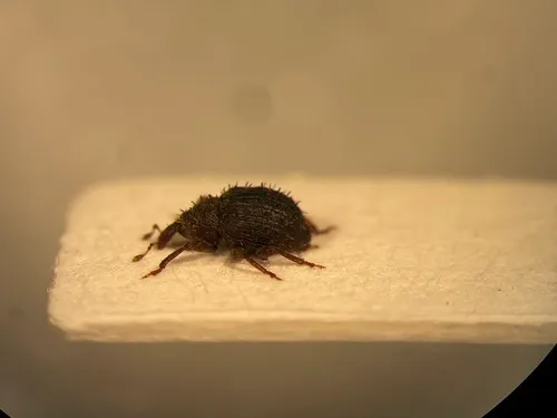 Microhyus setiger