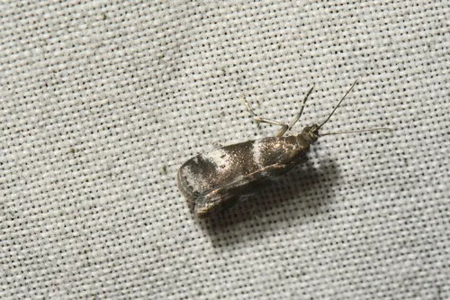 Acrobasis amplexella