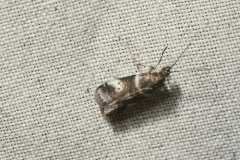 Acrobasis amplexella thumbnail 1