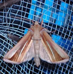 White-streaked Looper Moth thumbnail 3