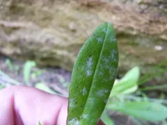 Golovinomyces asperifolii thumbnail 2